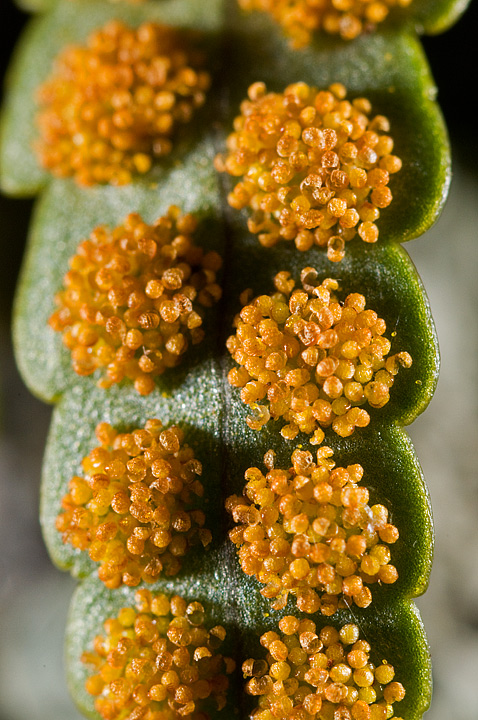 Polypodium cambricum (sori)